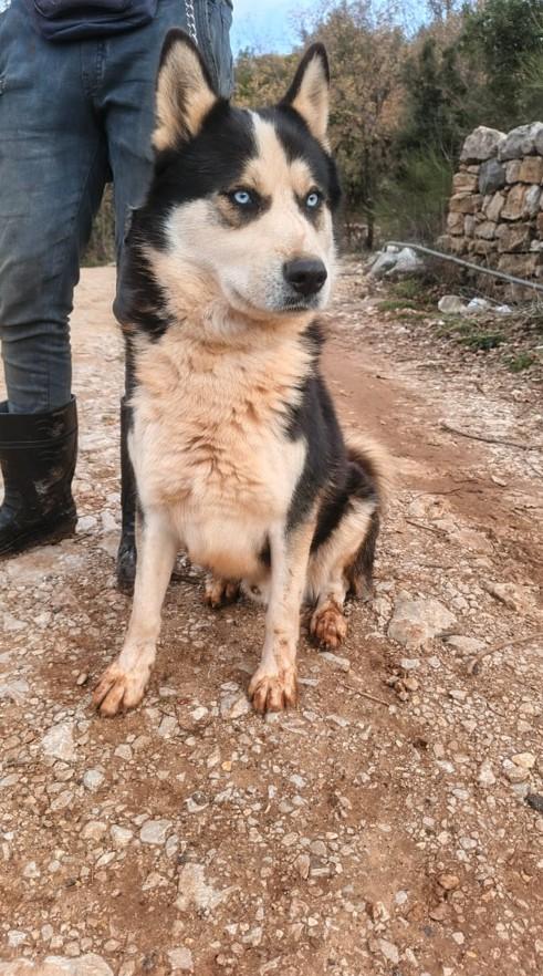 Simba, splendido simil Malamute dagli occhi color cielo Foto 4